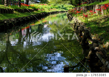 岸辺の彼岸花 川越 新河岸川 岸辺の彼岸花 川越 新河岸川 17653085