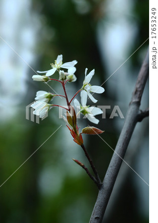 ザイフリボクの花咲く 17653249