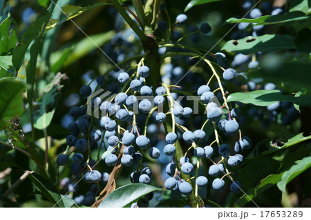 譲葉　ユズリハの実 17653289