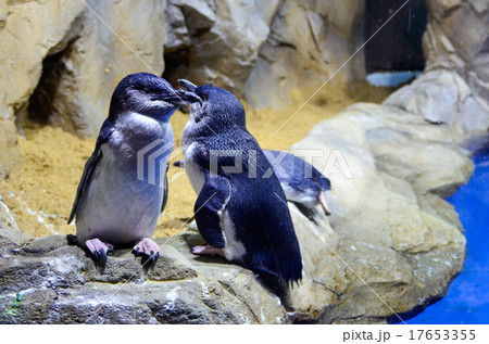 フェアリーペンギン 17653355