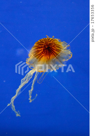 アカクラゲ アカクラゲ 17653356