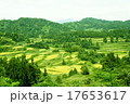 星峠の棚田 17653617