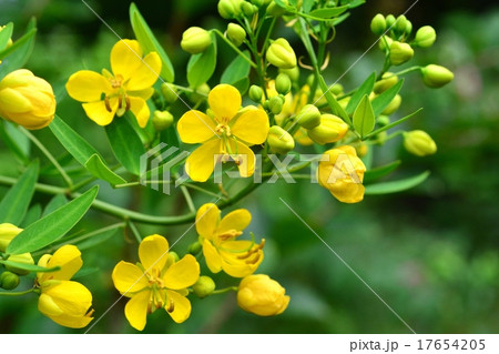 ハナセンナ 17654205