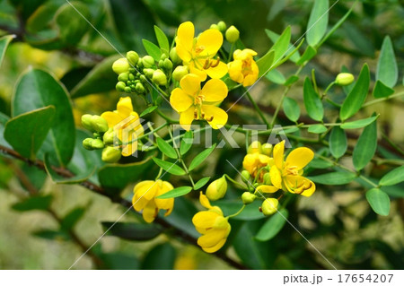 ハナセンナ ハナセンナ 17654207