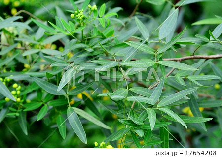 ハナセンナ ハナセンナ 17654208