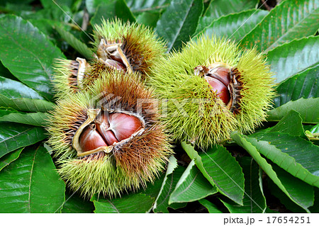 イガグリ 17654251