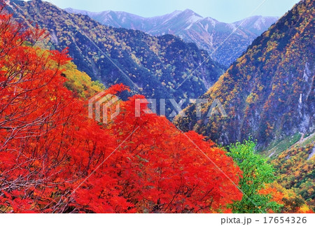 紅葉、黄葉 紅葉、黄葉 17654326