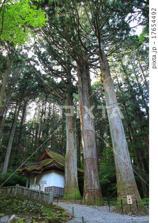 光前寺 三本杉 光前寺 三本杉 17654492