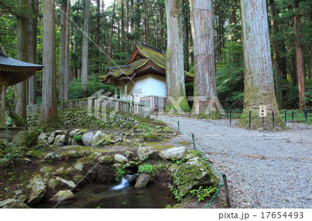 光前寺　三本杉 17654493
