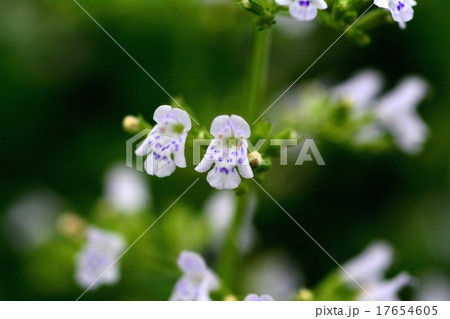 カラミンサ 17654605