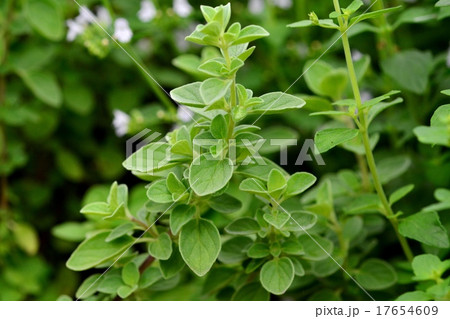 カラミンサ 17654609