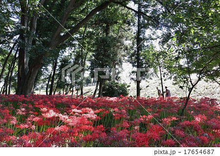 群馬県伊勢崎市 早川渕彼岸花の里 の写真素材