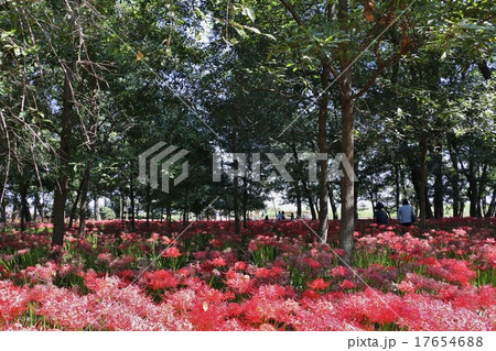 群馬県伊勢崎市 早川渕彼岸花の里 の写真素材