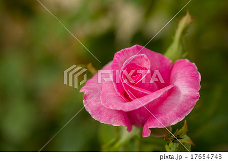 beautiful violet hibiscus in garden 17654743