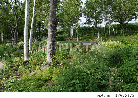 憩いのガーデン 17655375