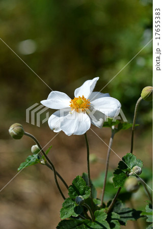 シュウメイギク（秋明菊） 17655383