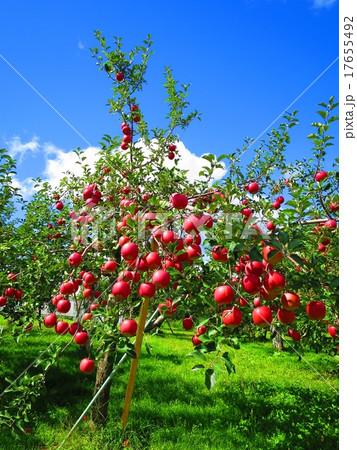リンゴの木 リンゴの木 17655492