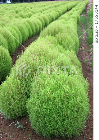 コキア畑 17656144