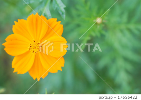 キバナコスモス 17656422