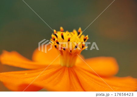 キバナコスモス 17656423