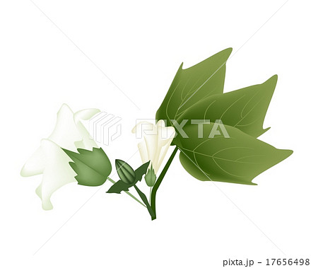 Fresh Cotton Flower with Bud on A Branch Fresh Cotton Flower with Bud on A Branch 17656498