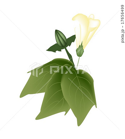 Yellow Cotton Flower with Bud on A Branch Yellow Cotton Flower with Bud on A Branch 17656499