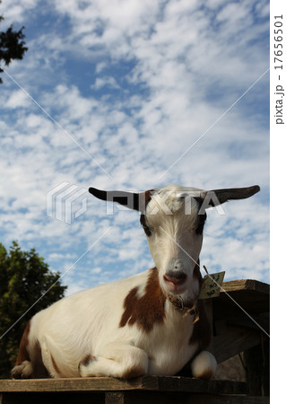 やぎ やぎ 17656501