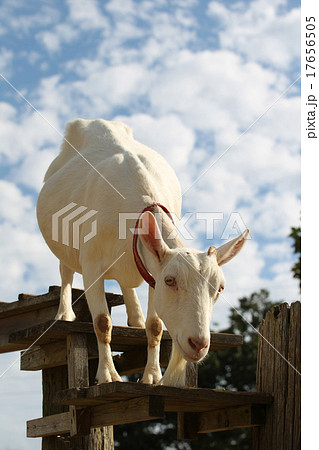 やぎ やぎ 17656505