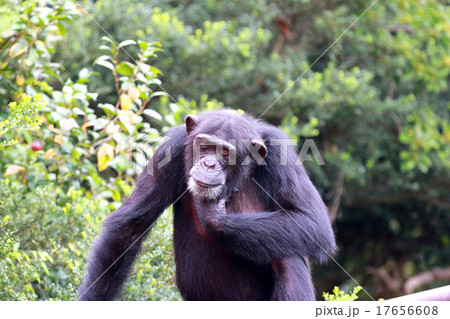 チンパンジー 17656608