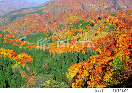 紅葉の大湯道路 17656860