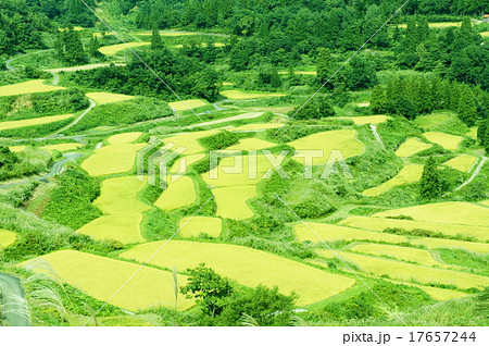 星峠の棚田 17657244