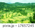 星峠の棚田 17657245
