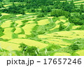 星峠の棚田 17657246