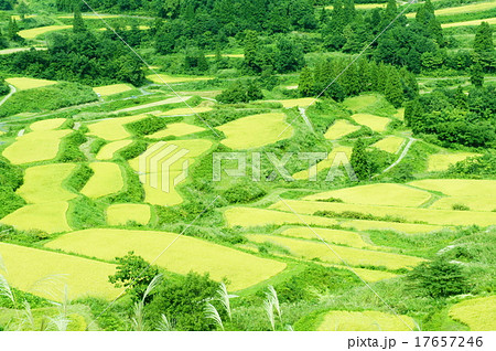 星峠の棚田 17657246
