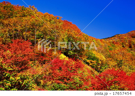 奥小安狭の紅葉 17657454