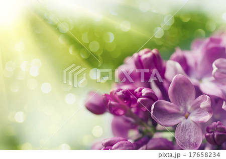 Lilac flowers background Lilac flowers background 17658234