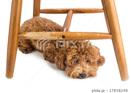 Wooden chair badly damaged by dog chew and bites. Wooden chair badly damaged by dog chew and bites. 17658249