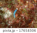 伊豆の海201509-4 17658306