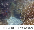 伊豆の海201509-7 17658309