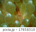 伊豆の海201509-8 17658310