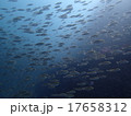 伊豆の海201509-10 17658312