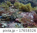 伊豆の海201509-12 17658326