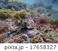 伊豆の海201509-13 17658327