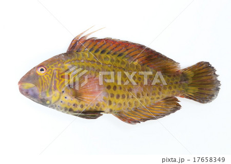 オハグロベラ(オス) オハグロベラ(オス) 17658349