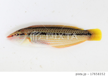 キュウセン(メス) キュウセン(メス) 17658352