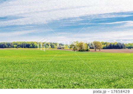 Landscape with the sky,forest and cereal field Landscape with the sky,forest and cereal field 17658429