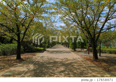 東京・八王子市の陵南公園 東京・八王子市の陵南公園 17658971