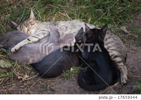 Cat Nursing her Kittens Cat Nursing her Kittens 17659344