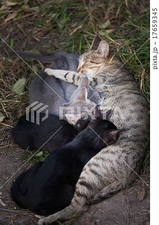 Cat Nursing her Kittens 17659345