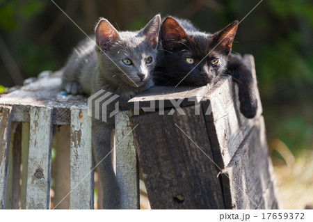 Small kittens resting outdoors at summer day Small kittens resting outdoors at summer day 17659372